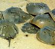 Horseshoe crabs 